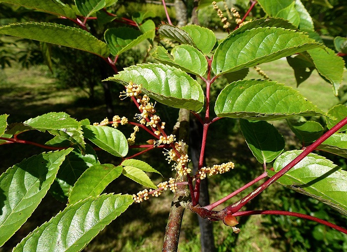 Tapiscia sinensis